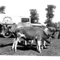 Herbert Conway, 1936 with cows and Elms Farm truck